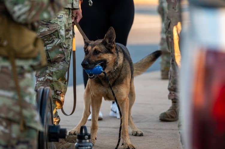 Military working dog KP handler training